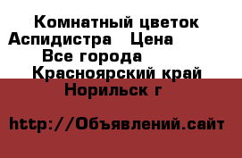 Комнатный цветок Аспидистра › Цена ­ 150 - Все города  »    . Красноярский край,Норильск г.